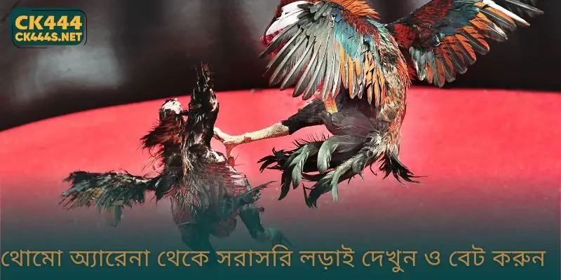 থোমো অ্যারেনা থেকে সরাসরি লড়াই দেখুন ও বেট করুন