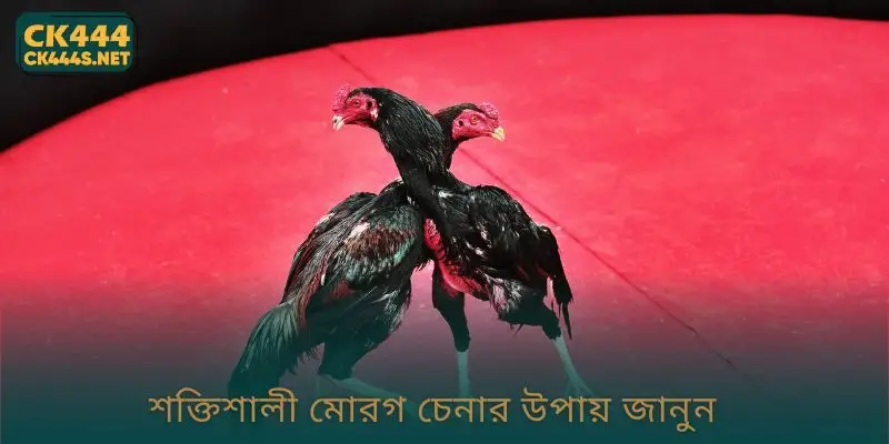 শক্তিশালী মোরগ চেনার উপায় জানুন