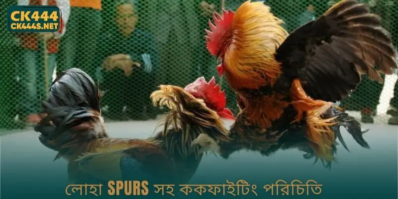 Cockfighting with Iron Spurs পরিচিতি