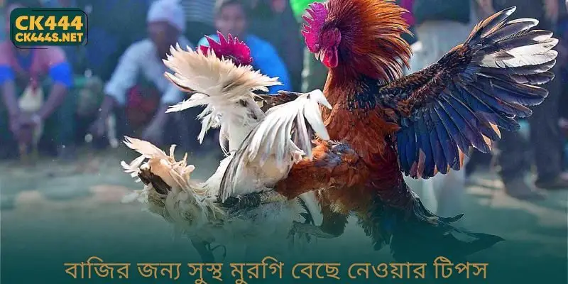 বাজির জন্য সুস্থ মুরগি বেছে নেওয়ার টিপস